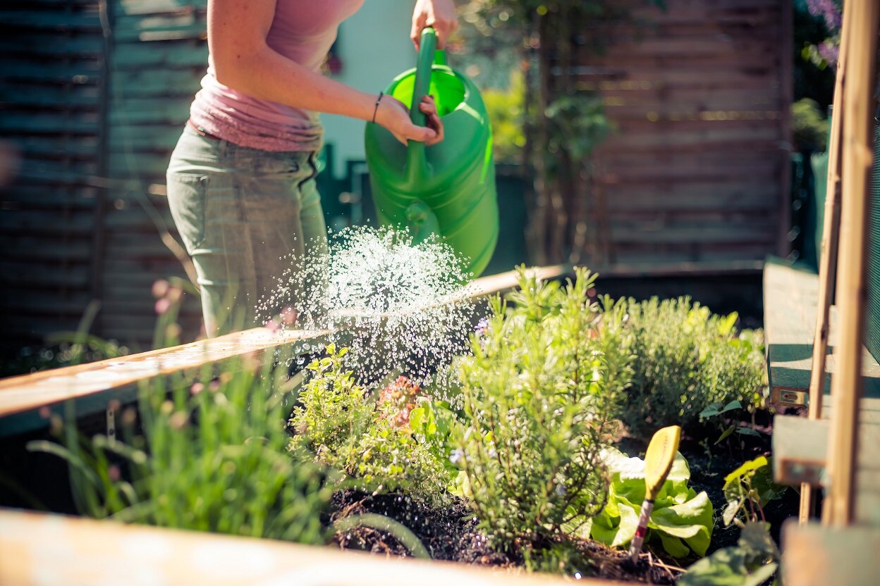 Pflege und Bewässerung von Kräutern im Hochbeet | © stock.adobe.com Gießen eines Hochbeets mit frischen Pflanzen | © stock.adobe.com