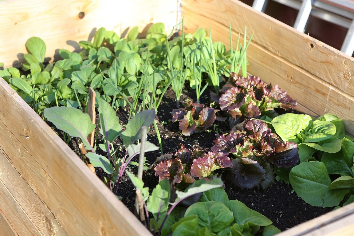 Erfolgreiches Urban Gardening mit eigenem Anbau | © stock.adobe.com Gemüse wächst in einem kompakten Hochbeet aus Holz | © stock.adobe.com