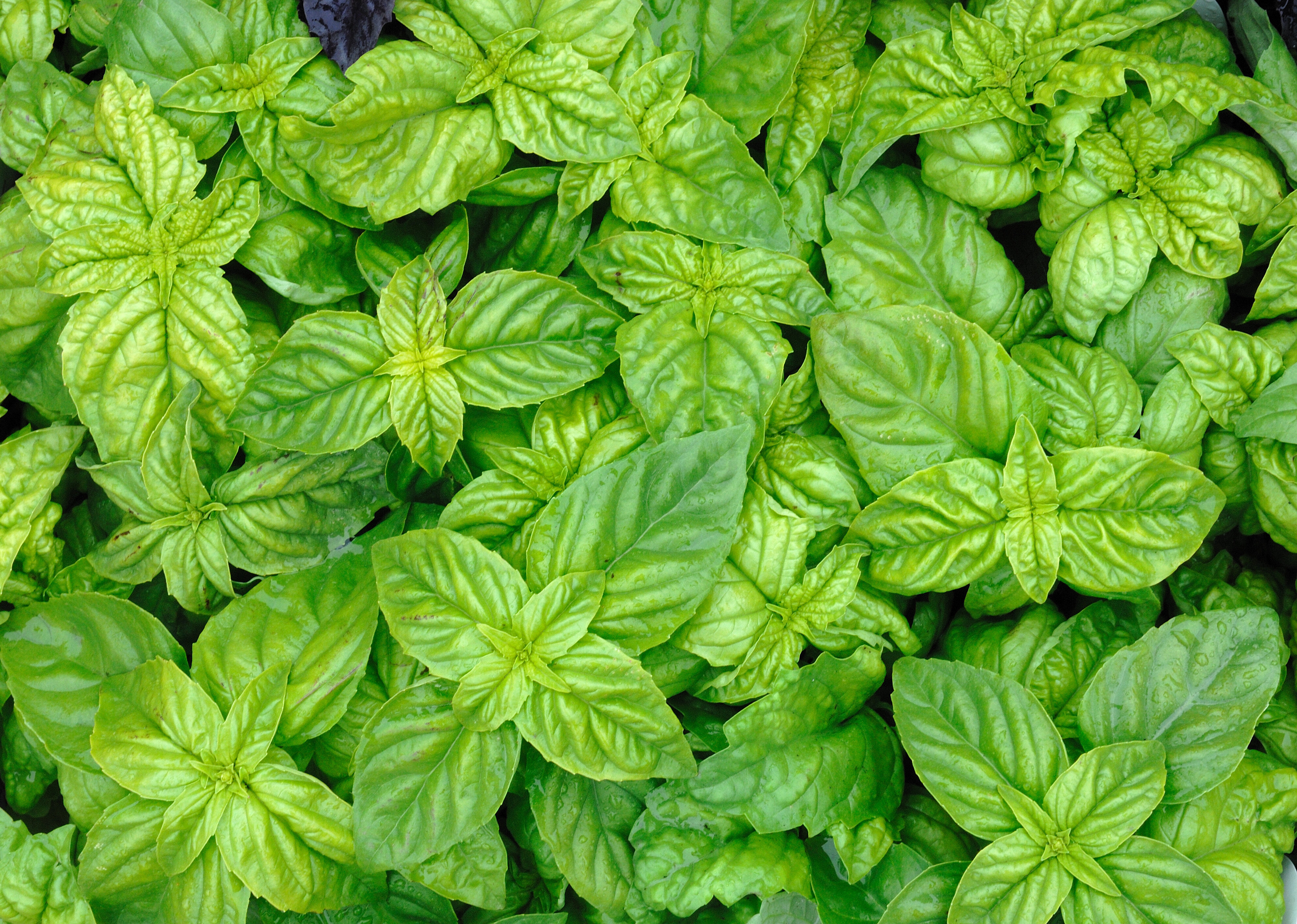 Basilic à Feuilles de Laitue | © stock.adobe.com