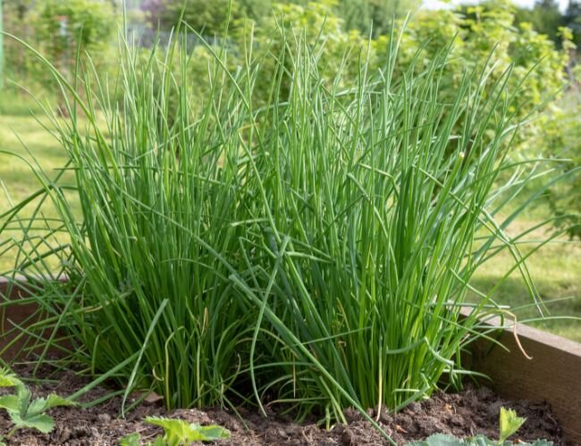 Schnittlauch Anbau im Garten | © stock.adobe.com