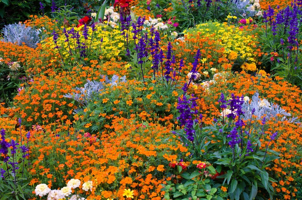 Staudengarten das ganze Jahr | © stock.adobe.com Blühende Highlights in jeder Jahreszeit | © stock.adobe.com